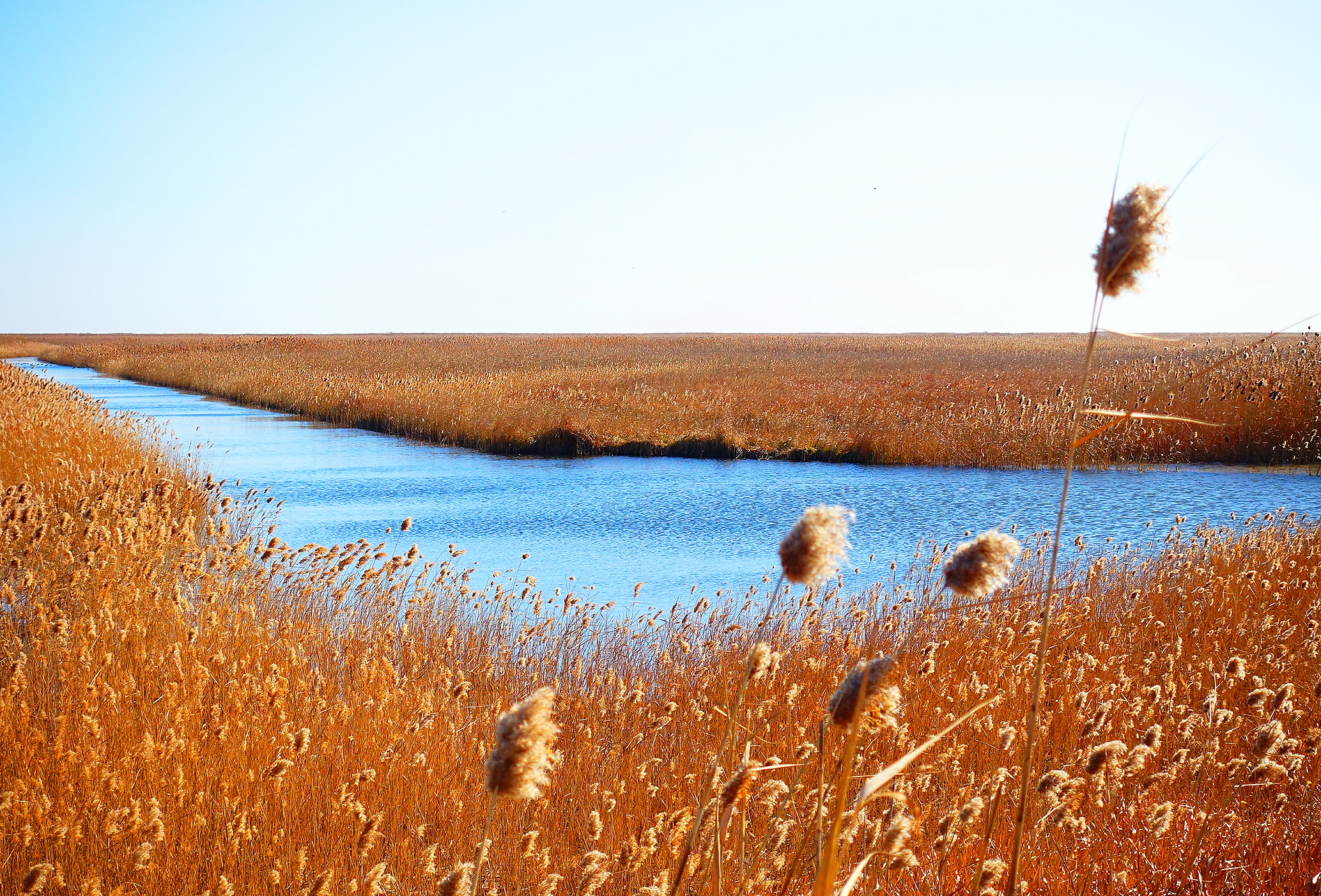  p>江苏盐城国家级珍禽自然保护区(jiangsu yancheng wetland