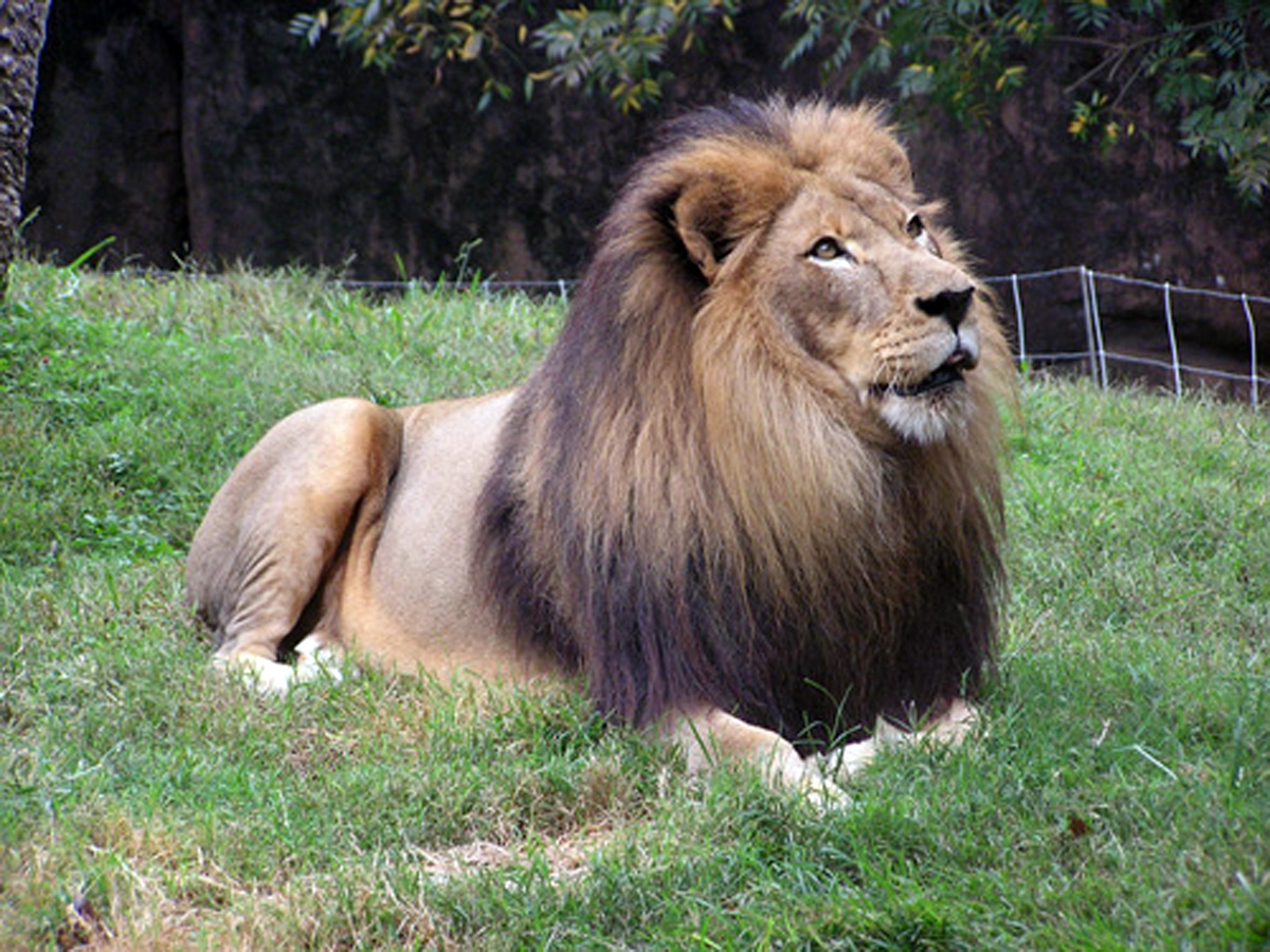 panthera leo krugeri