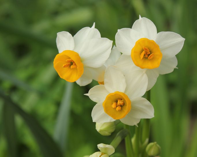  p>多花水仙(学名: i>narcissus tazetta /i> l.