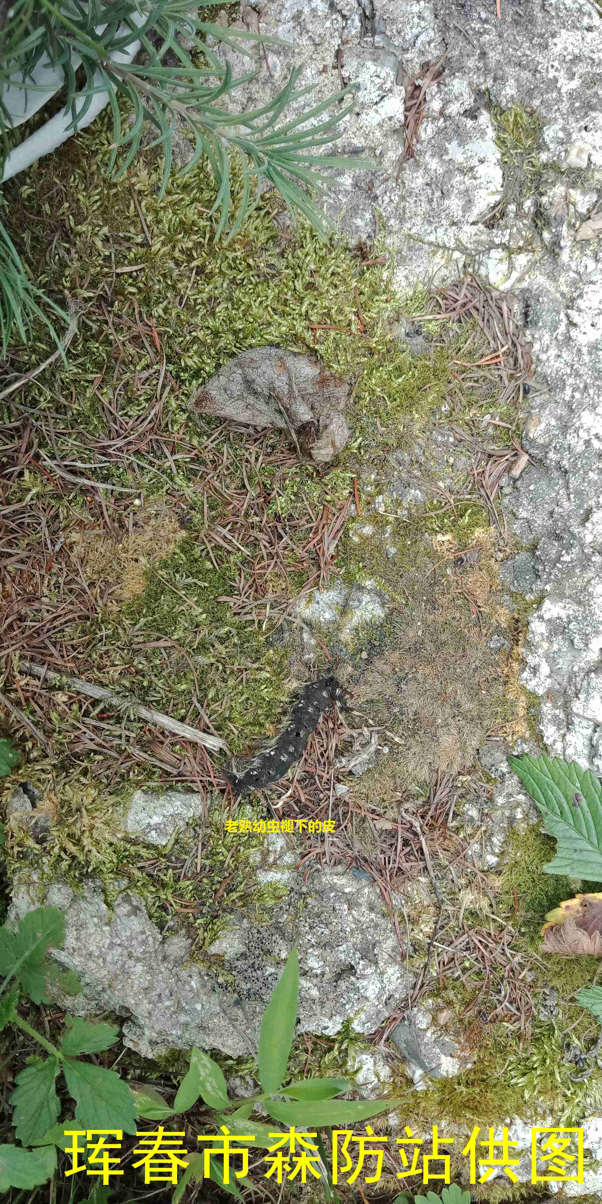  p>落叶松毛虫 i>dendrolimus superans  /i>(butler)是 a href="#">