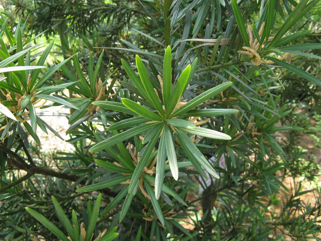  p>罗汉松属,学名podocarpus l`hёr.
