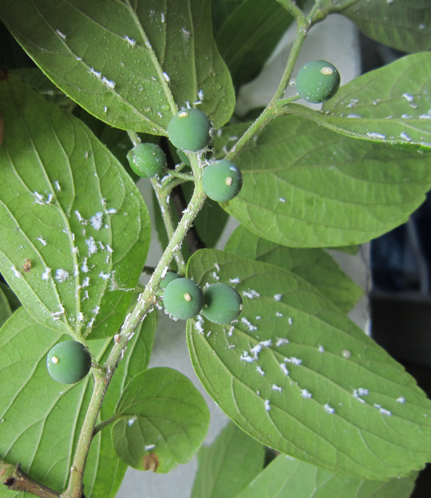 lemmaid="2552036">头虱寄生于<a href="#"