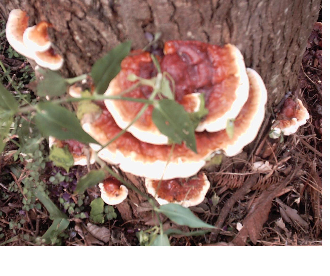 ganoderma daiqingshanense
