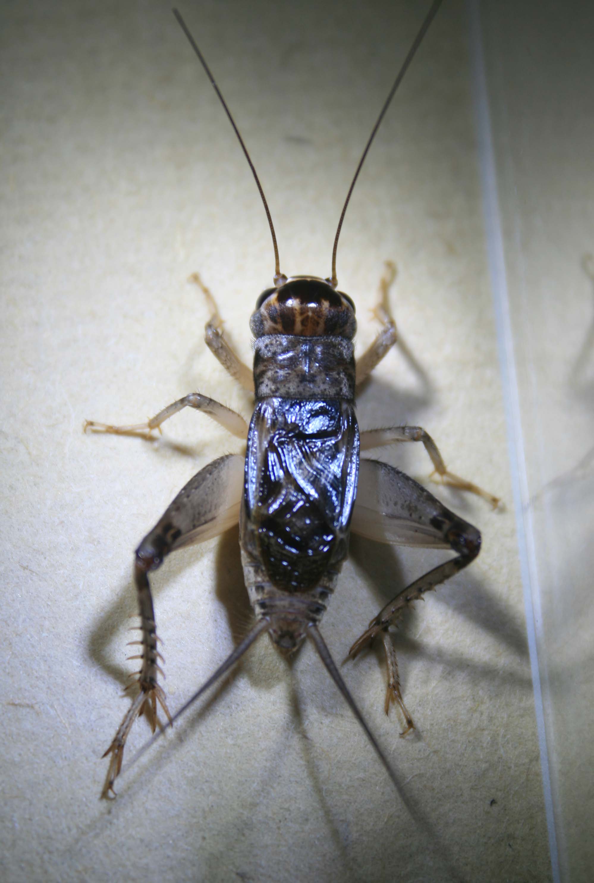  a href="#" data-lemmaid="5651644">蟋蟀科 /a>,斗蟋属各种类的通称