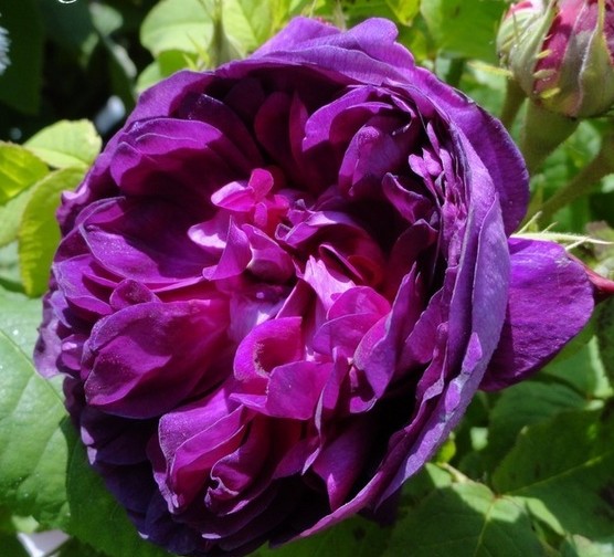 紫色玫瑰品种(紫色玫瑰品种图片大全)