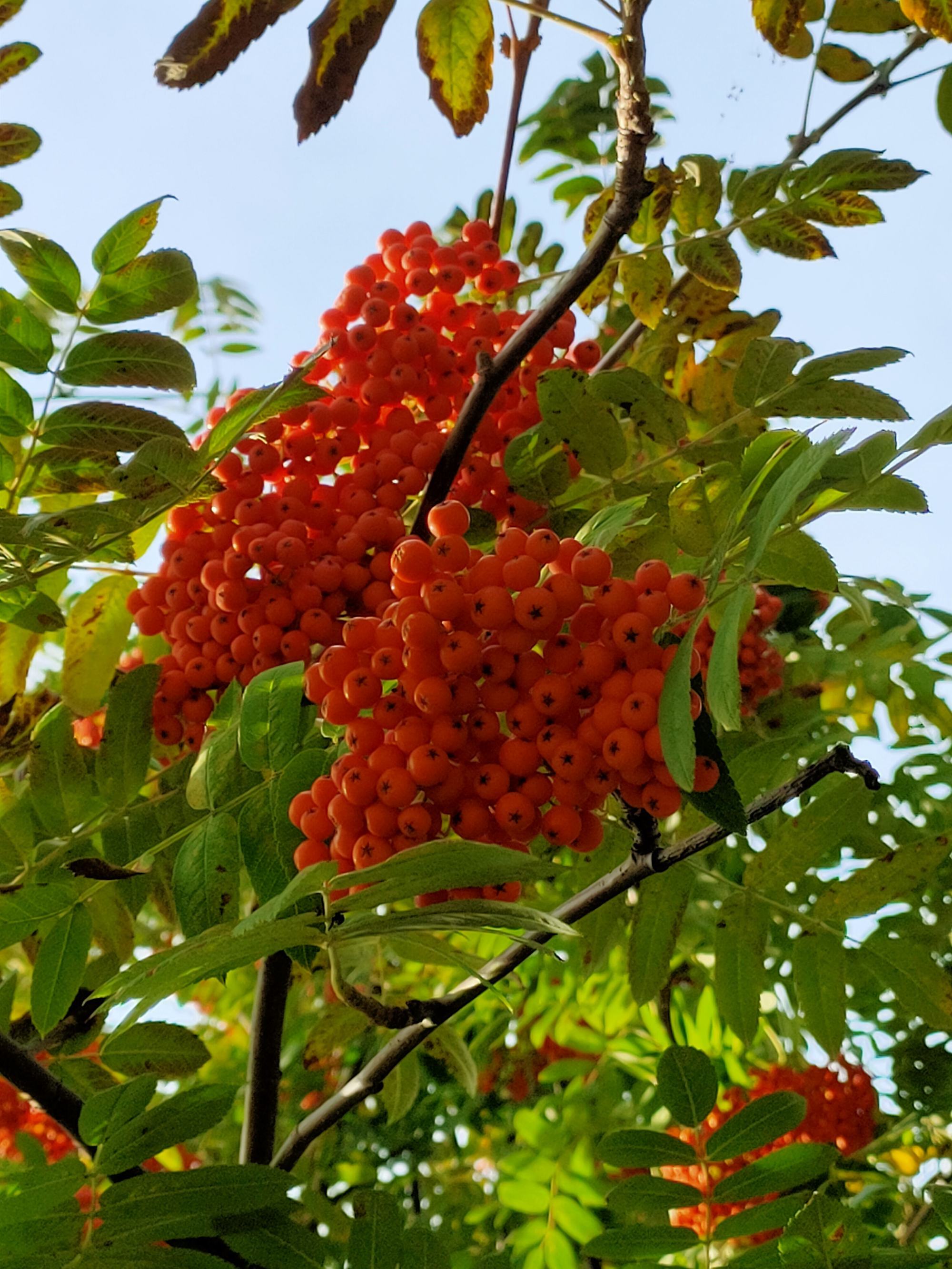 花楸