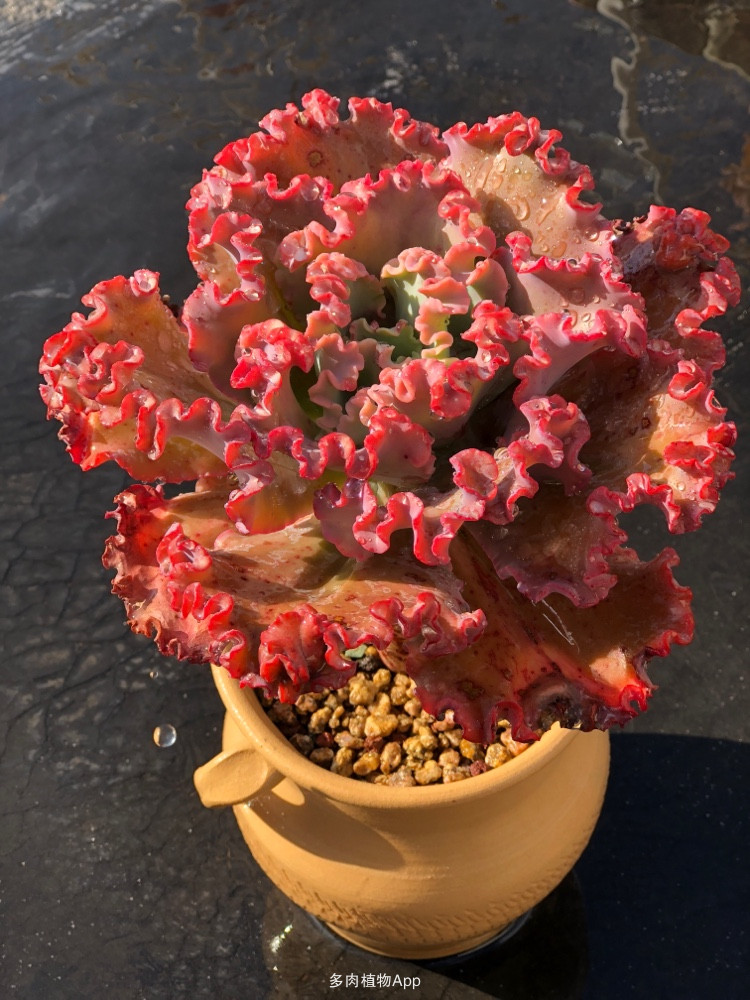 女王花笠