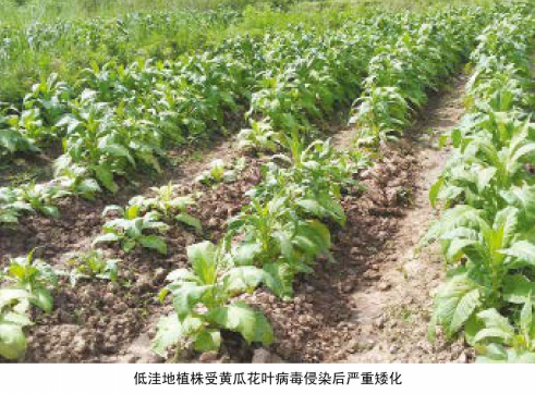 烟草黄瓜花叶病
