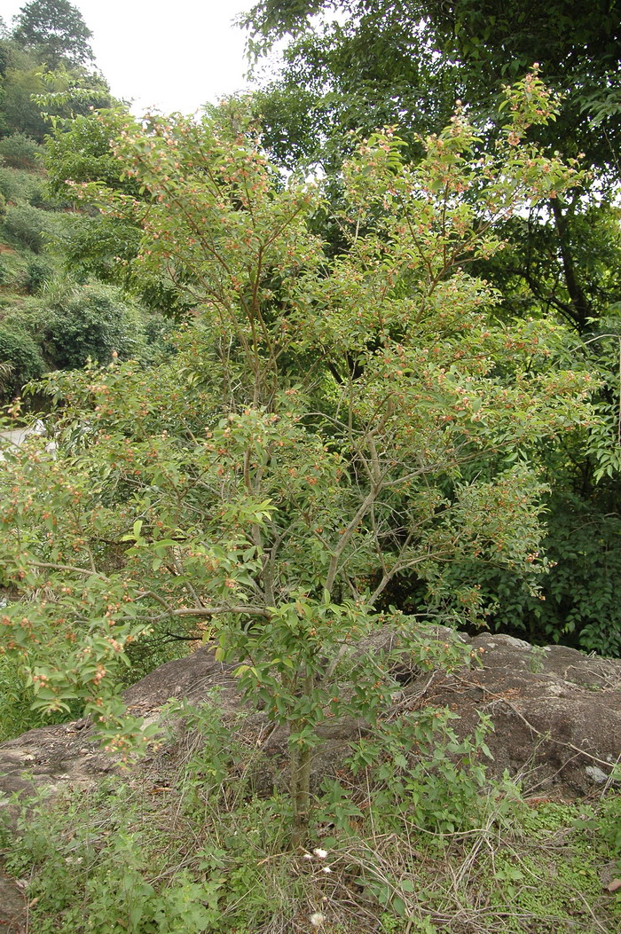  p data-id="tzpwc9oof60p">黄牛木( i>cratoxylum cochinchinense /i
