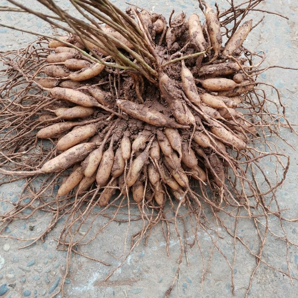 天门冬（天门冬科天门冬属植物）_百度百科