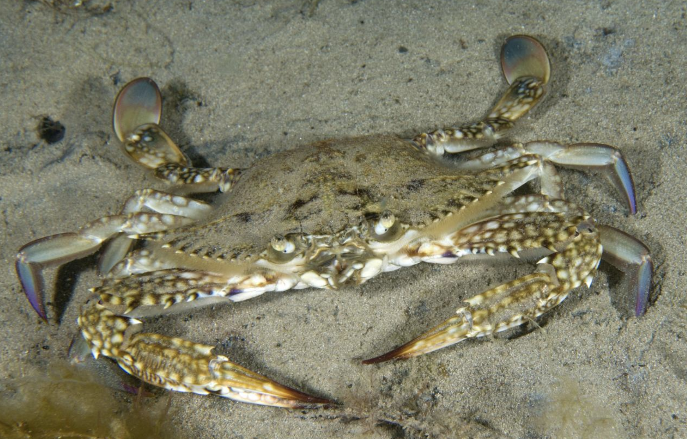  p>远海梭子蟹(学名: i>portunus pelagicus /i>)是梭子蟹科,梭子蟹属