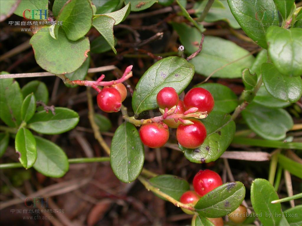 越桔的做法(越橘汁的功效)