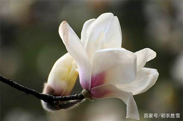 洞庭湖上木兰花，诗人为什么说“不知原是此花身”？_百科TA说