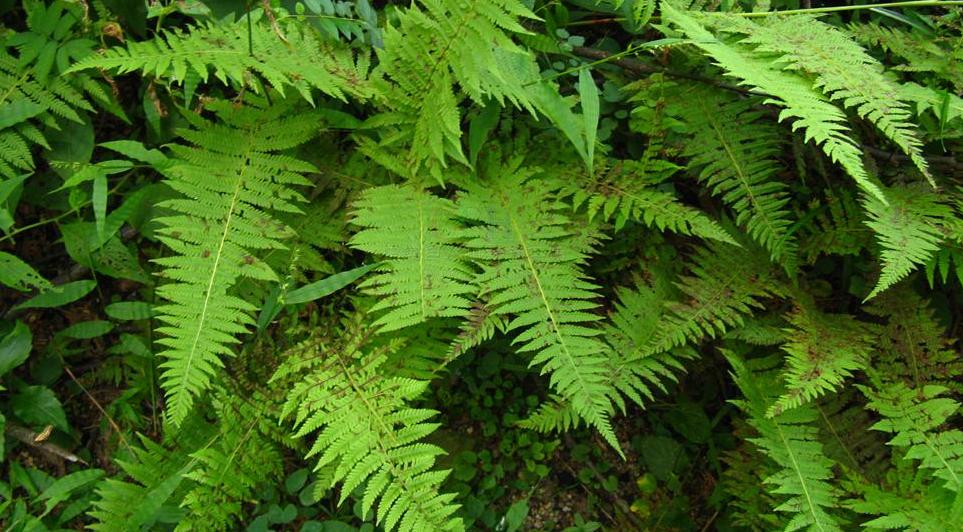  p>海南金星蕨(学名: i>parathelypteris subimmersa /i>&nbsp