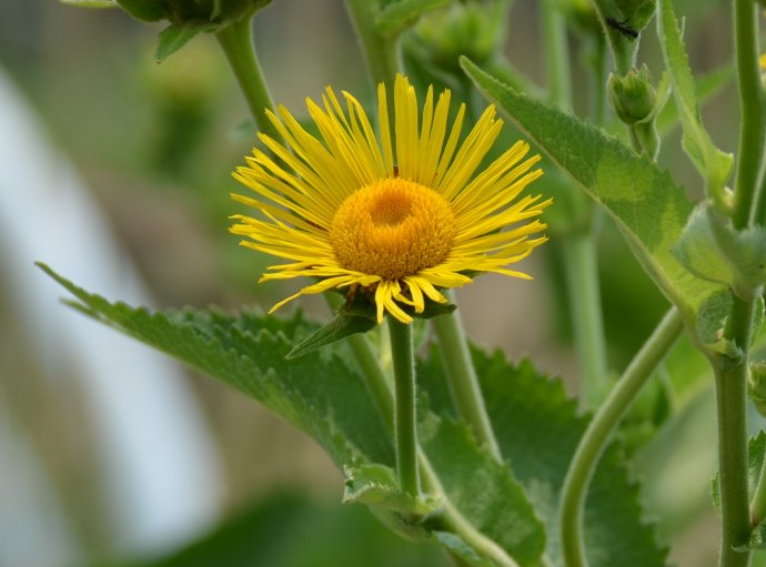 是菊科旋覆花属植物.
