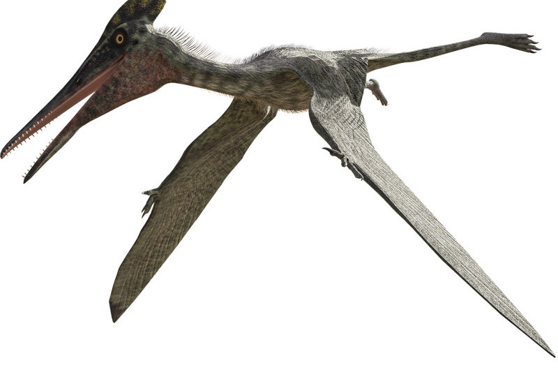  p> b>科罗拉多斯翼龙 /b>(属名: i>coloborhynchus /i>)是鸟掌翼龙科