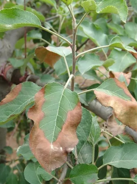  p>枣焦叶病是由胶孢炭疽菌侵染所引起的,发生在枣树上的一种病害.