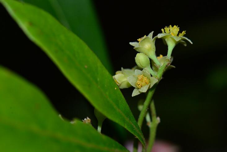  p>白楠(学名: i>phoebe neurantha /i> (hemsl.