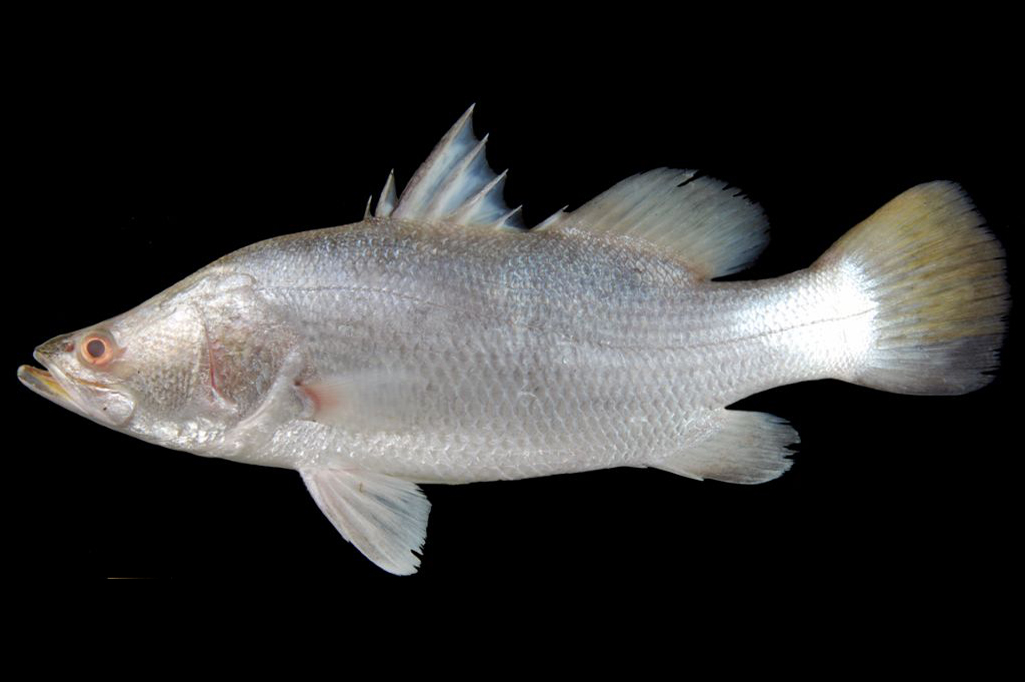  p>尖吻鲈(学名: i>lates calcarifer /i>)是尖吻鲈科,尖吻鲈属鱼类.