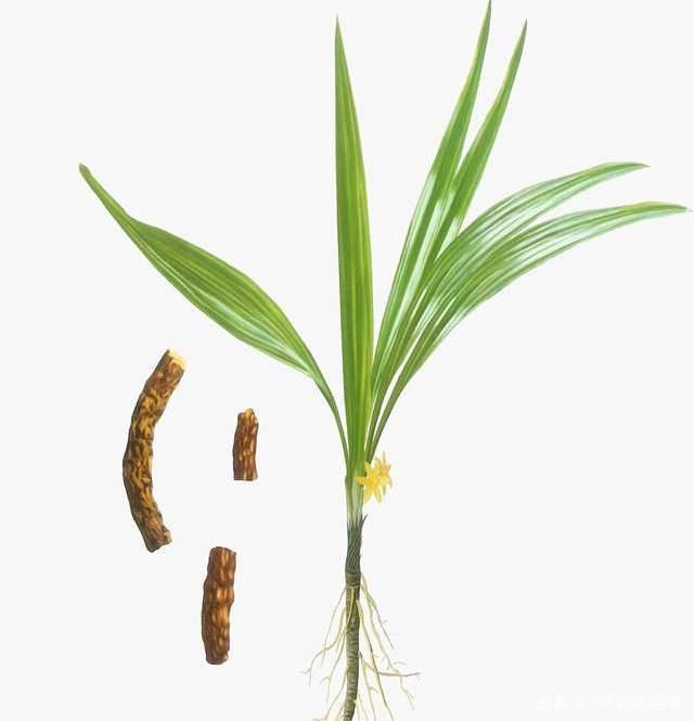 仙茅科仙茅属的多年生草本植物.