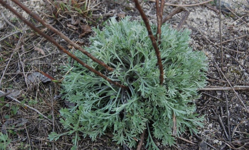  p data-id="gnbp9jyw68">菌陈蒿别称"茵陈"或"绵茵陈".菊科.