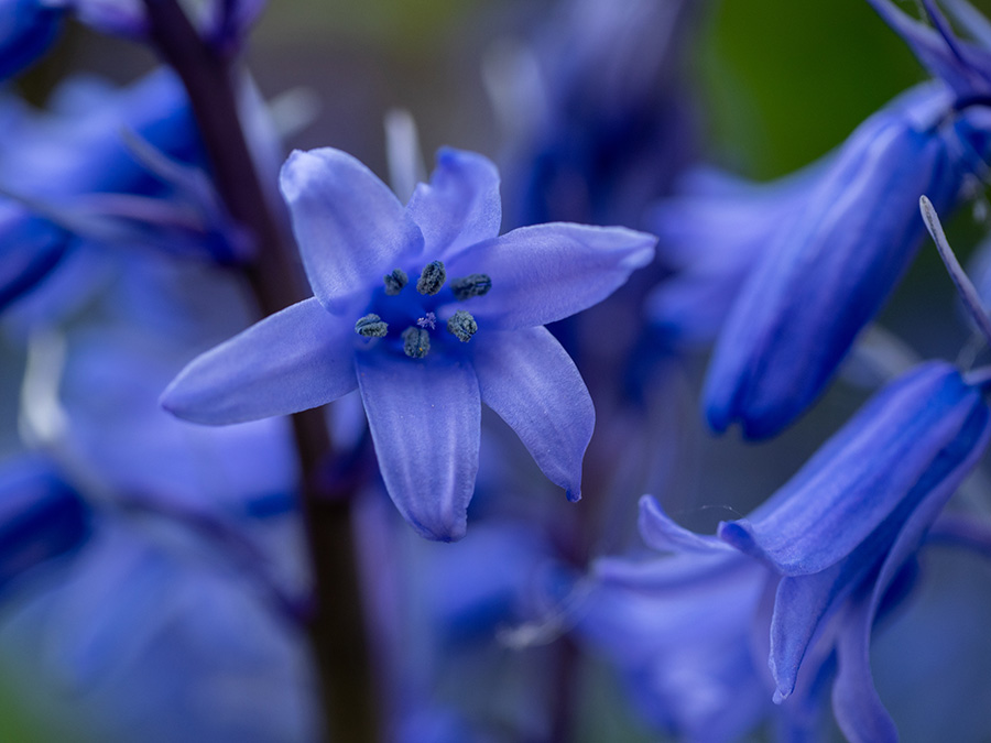 hyacinthoides non-scripta subsp. hispanica