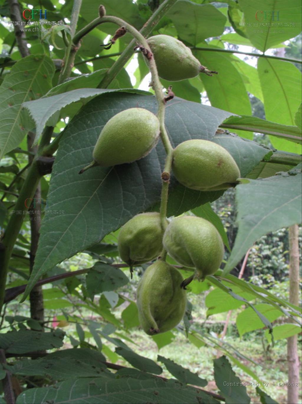 是胡桃科胡桃属的乔木植物.