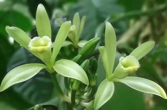 香荚兰_百度百科