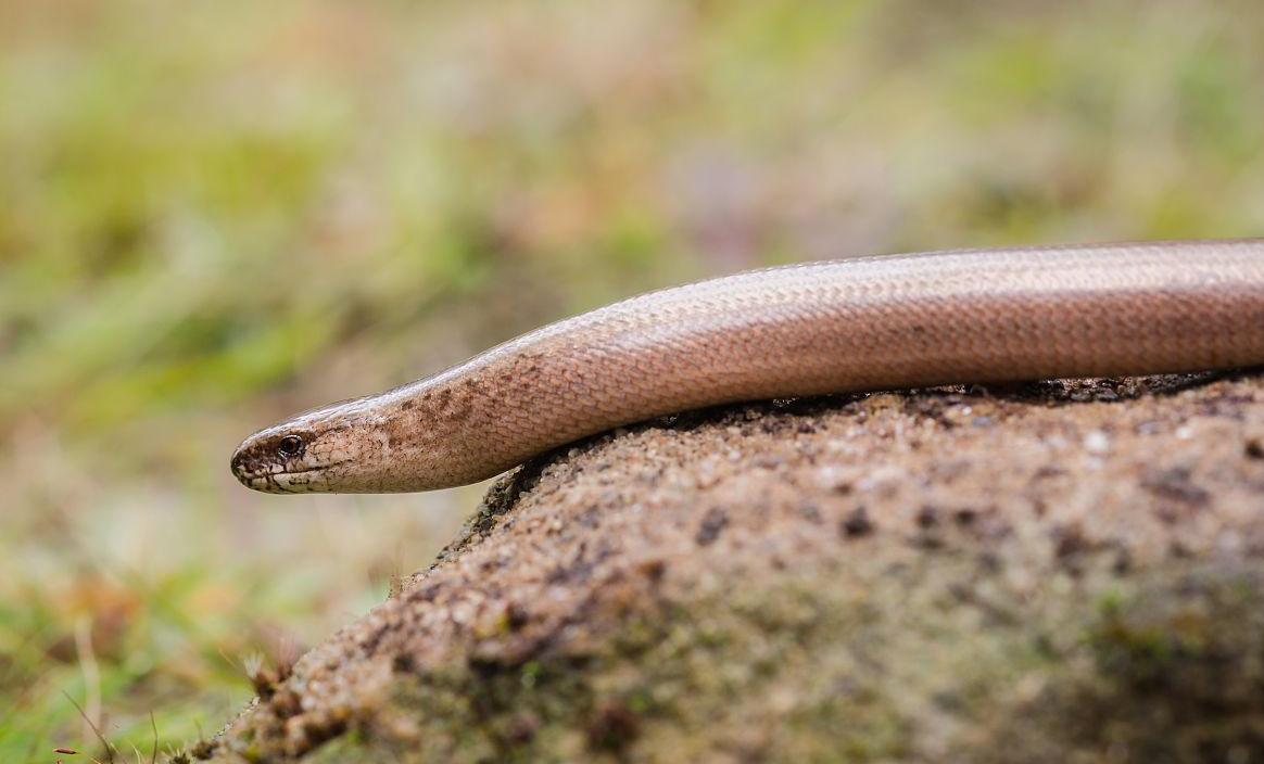 明显的区别,具有和其他 a target="_blank" href="/item/蜥蜴/84902"