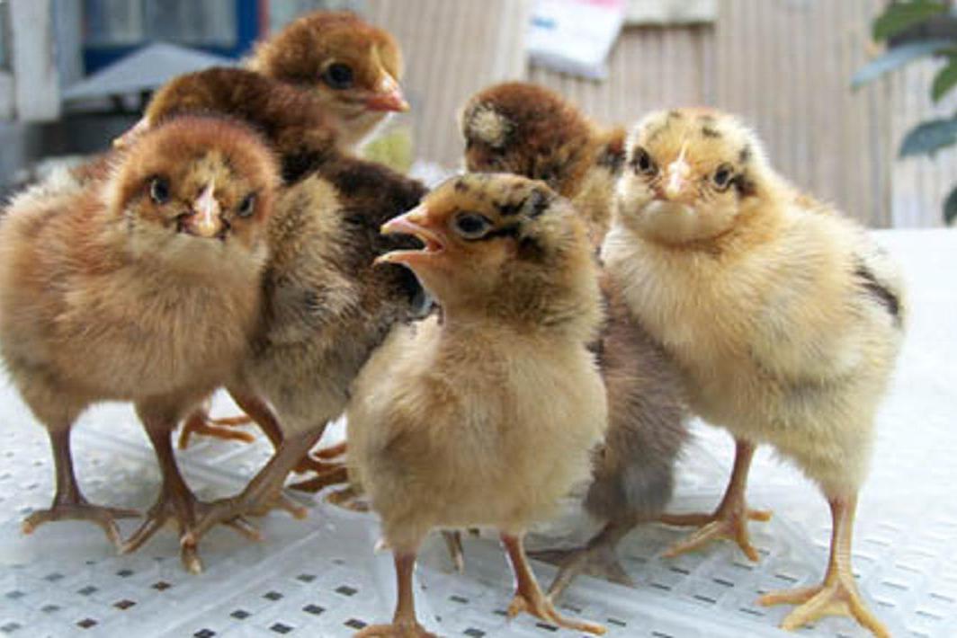 id="go03w55nw8">生态型肉杂鸟鸡是采取生态化方式饲养的肉蛋杂交鸡