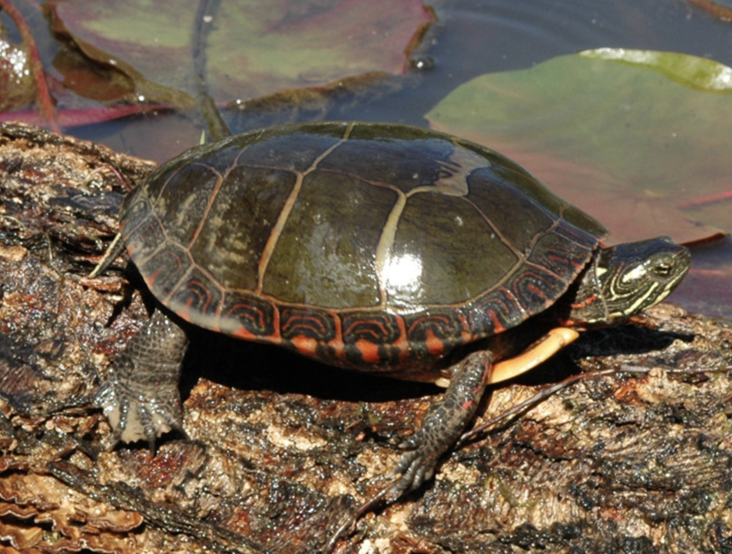  i>chrysemys picta /i>)是龟科,锦龟属小型的淡水龟类