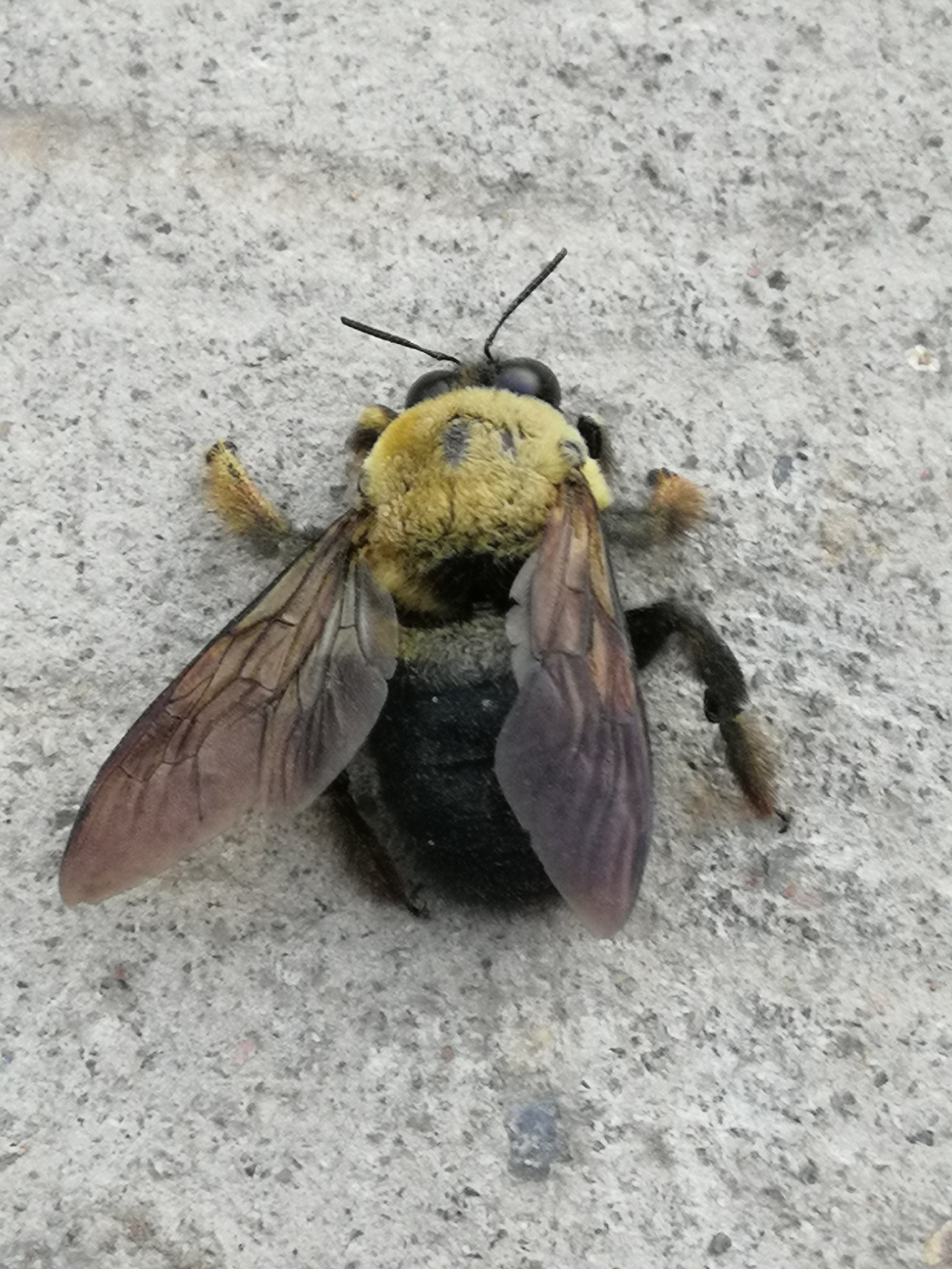  p>曼氏木蜂( i>zonohirsuta melli /i>&nb