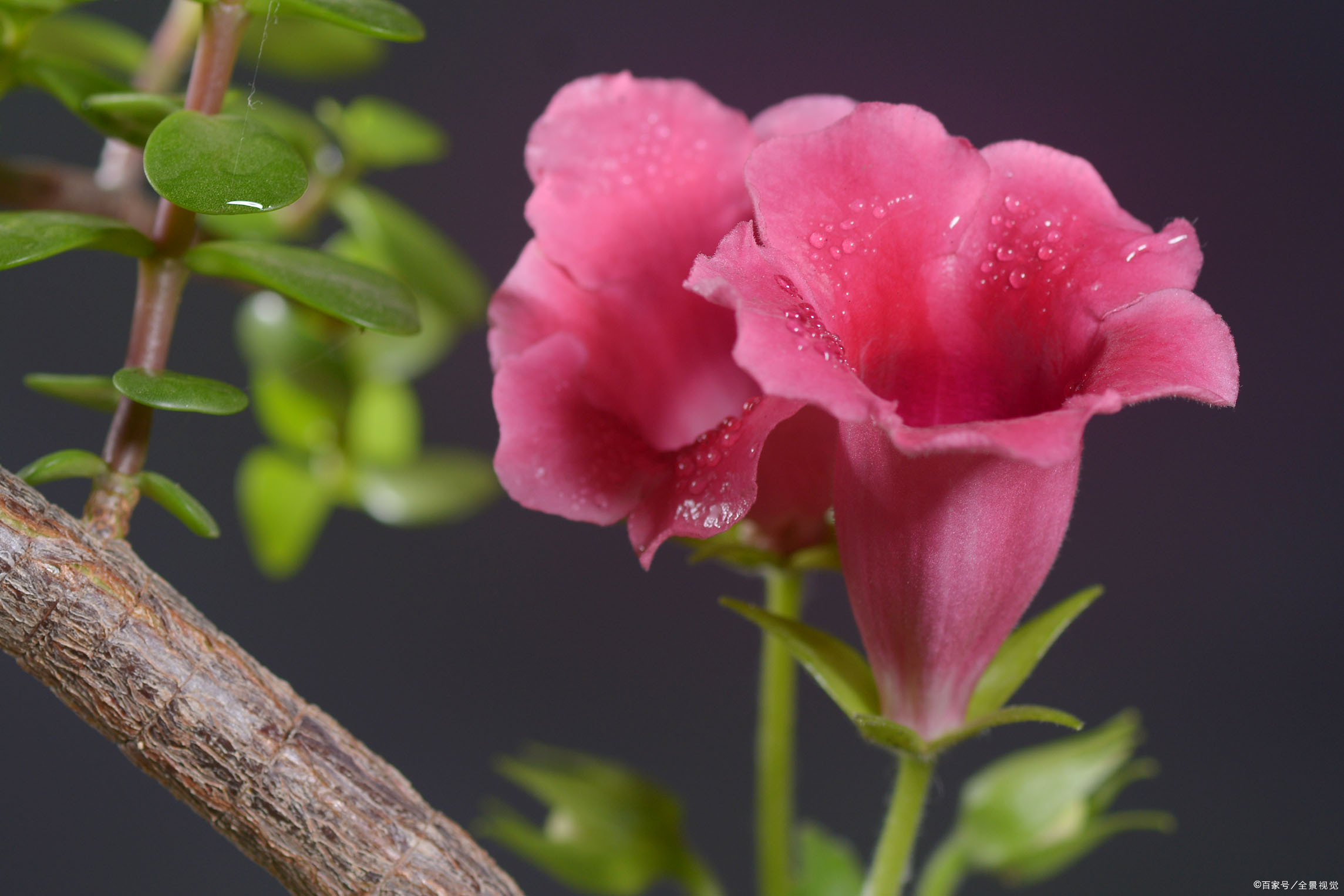 怕淋雨的 5种花 梅雨时节 避一避 生长茂盛开花多 百科ta说