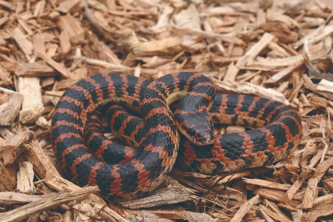  i>lycodon rufozonatus /i>)是游蛇科白环蛇属的中小型无毒蛇