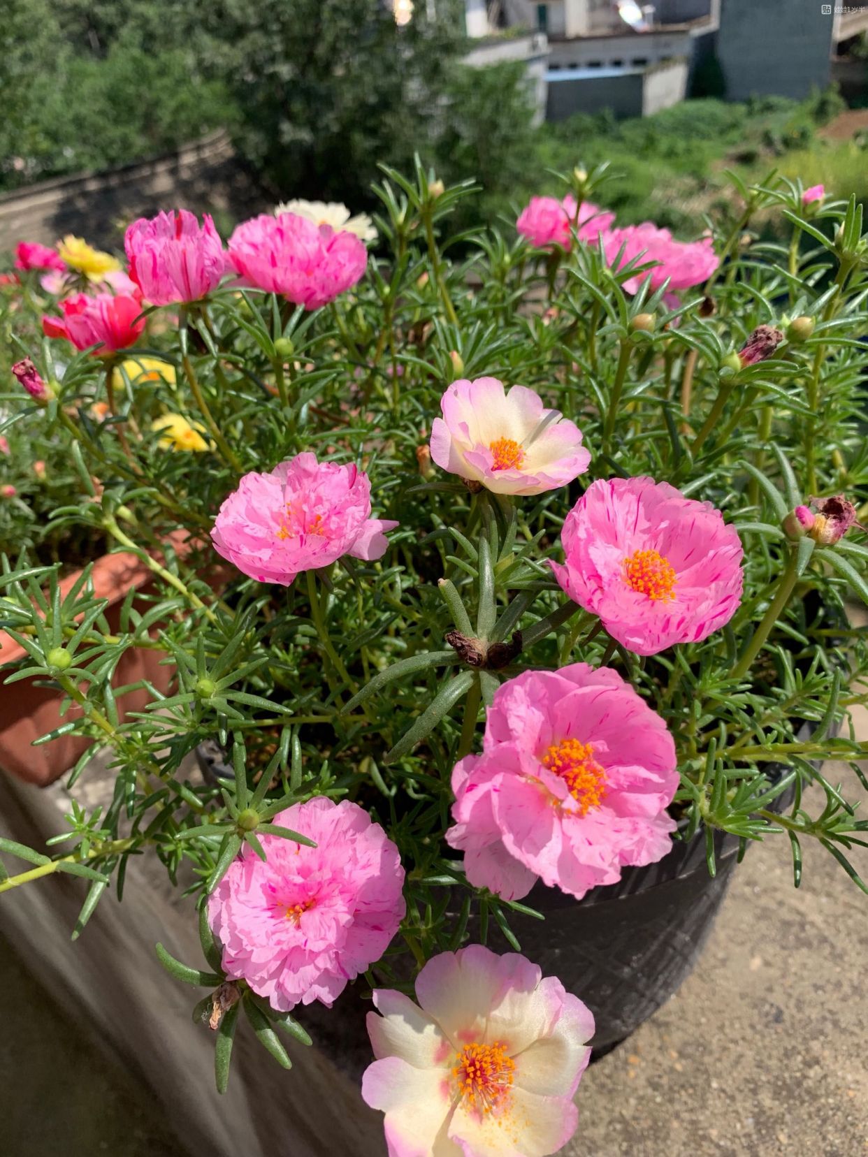 盆栽太阳花 做好5点 爆盆很简单 看一眼就爱上它了 百科ta说