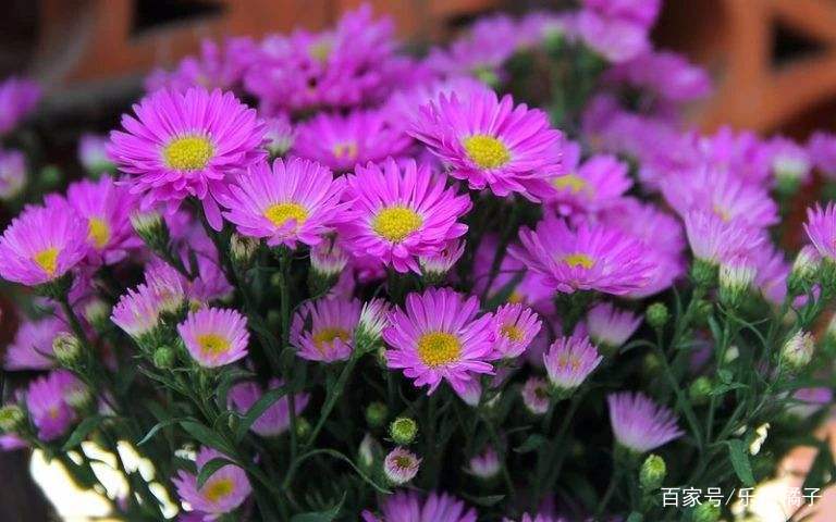 低调又清新的夜牵牛紫苑花 养花匠人告诉你家庭盆栽紫苑如何养护 百科ta说