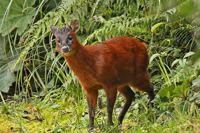  p>短角鹿属(学名: i>mazama /i>):是偶蹄目鹿科动物.共10种.