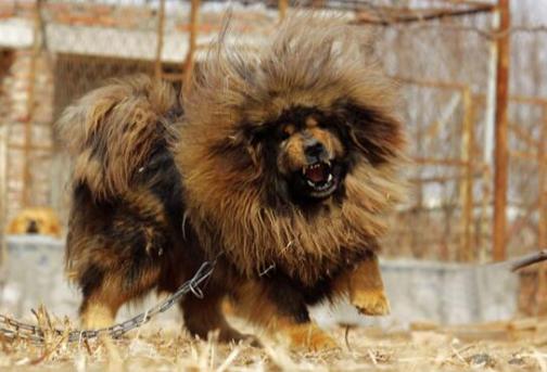 藏獒（起源于中国西藏的大型犬类）_百度百科