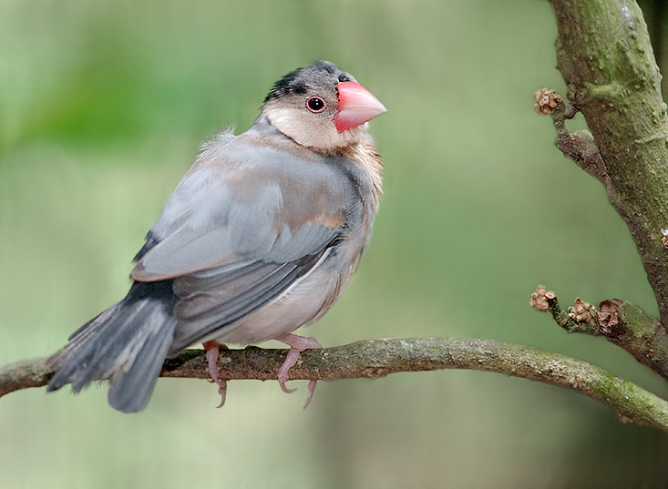  p>禾雀(学名: i>lonchura oryzivora /i>)是文鸟科,禾雀属小型鸟类