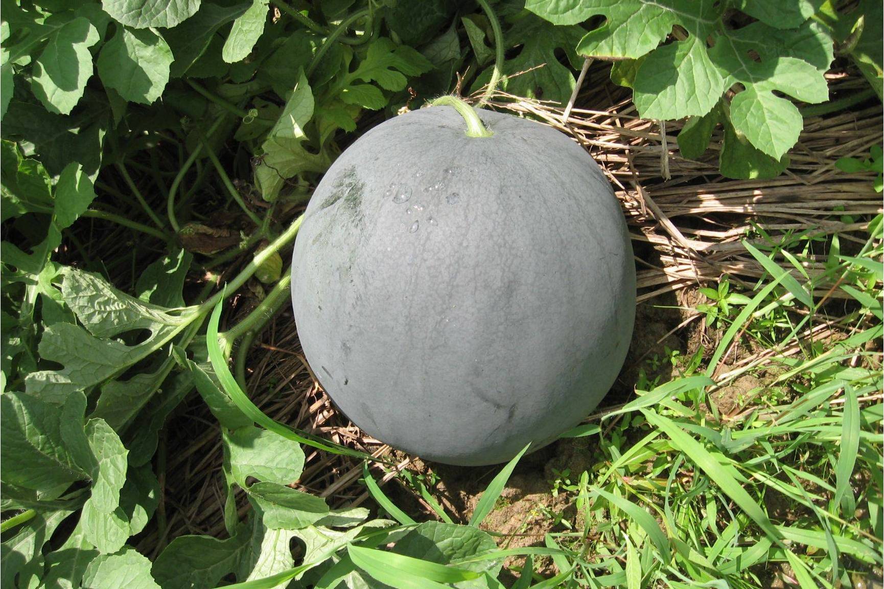  p>盼玉黑龙是 a target="_blank" href="/item/西瓜属/3326647" data