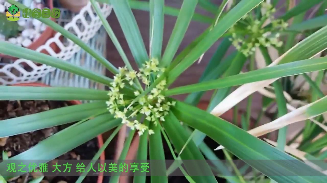 水竹（禾本科刚竹属植物）_百度百科