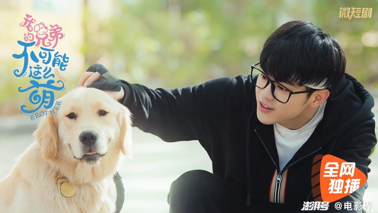 我的兄弟不可能这么萌 定档 冤种兄弟化身萌犬守护我 百科ta说
