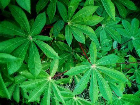 木薯（大戟科木薯属的一种植物）_百度百科