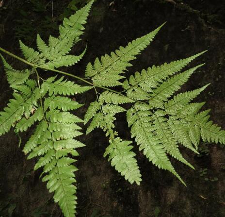  p>华东复叶耳蕨(学名: i>arachniodes /i>  i>pseudoaristata /i>