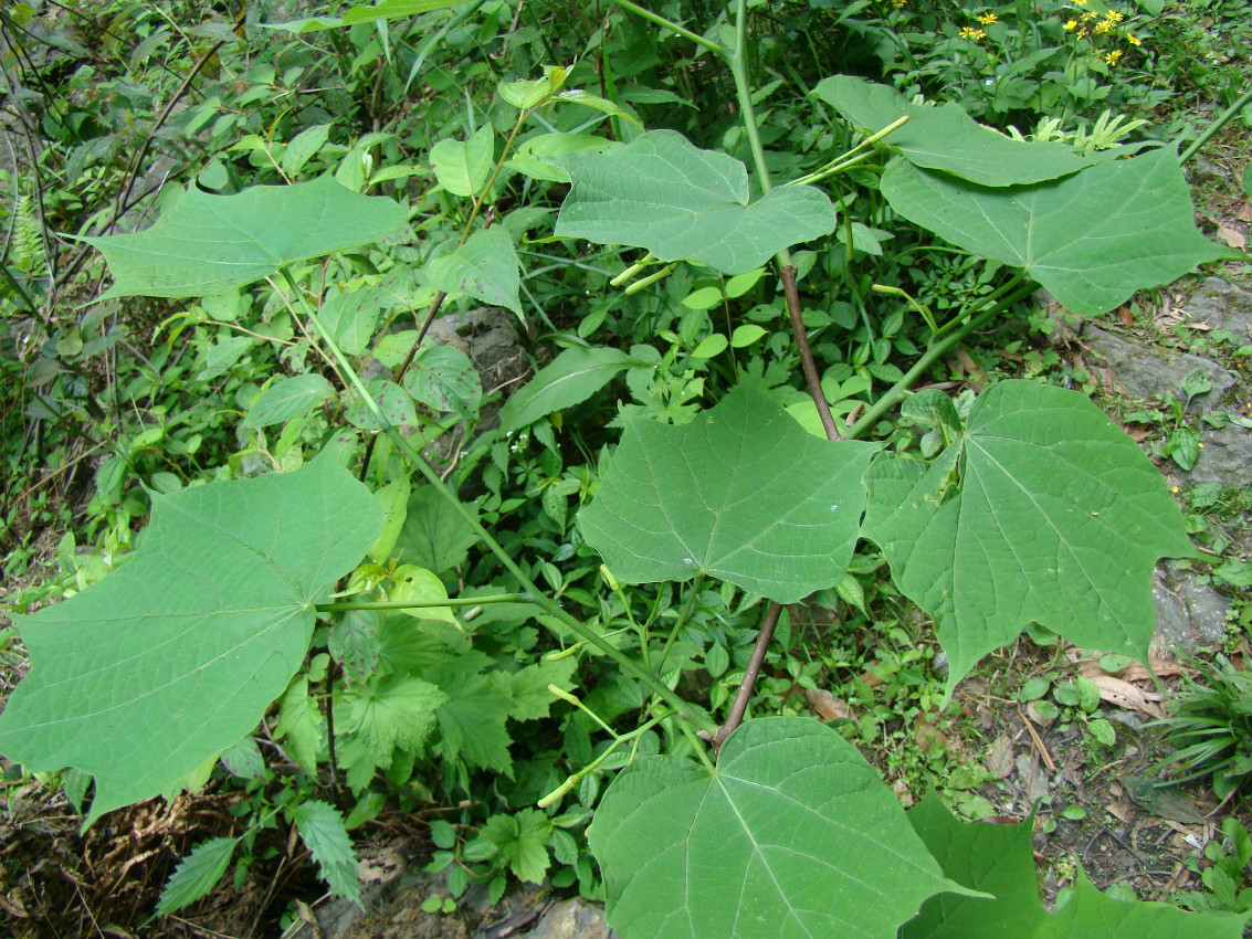  p>瓜木(学名: i>alangium platanifolium /i> (sieb. et zucc.