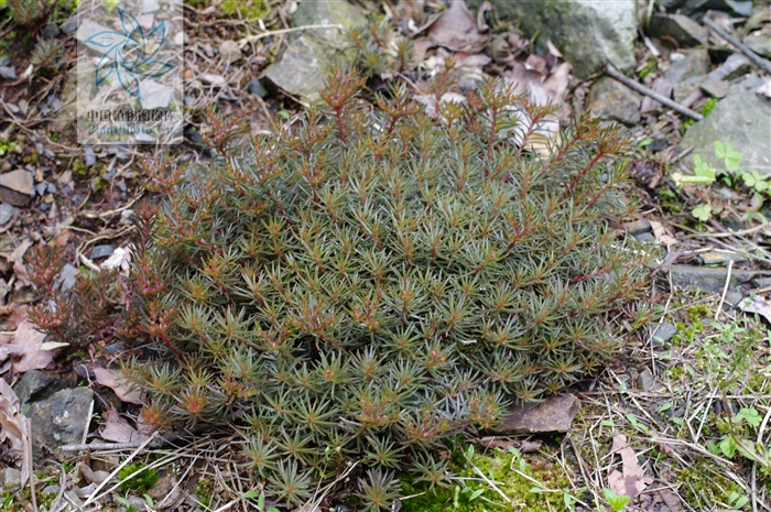 sedum polytrichoides hemsl.