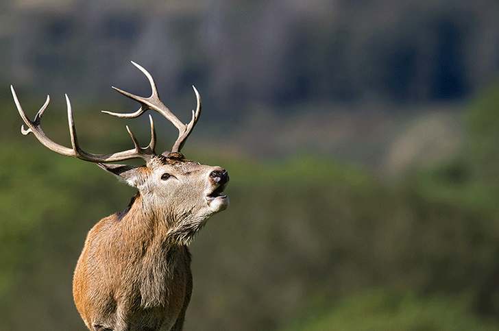  p>东北马鹿(学名:cervus elaphus xanthopygus)是马鹿的亚种之一