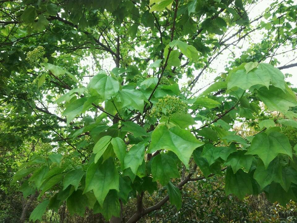  p>三角槭,别名: a target="_blank" href="/item/三角枫/3060892"