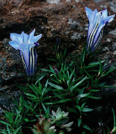  p>华丽龙胆(学名: i>gentiana sino-ornata /i> balf. f.