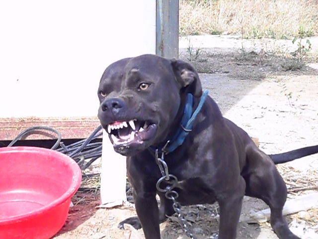  p data-id="gnwh210sl4">比特犬(american pit bull terrier)是一种